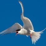Arctic_Tern