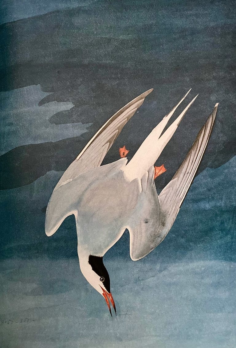 Arctic-Tern- by John James Audubon